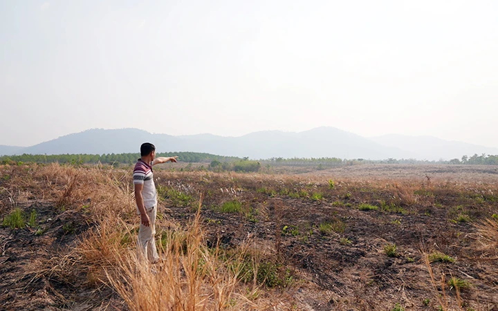 Dự án diện tích đất nghèo chuyển sang trồng cao-su giờ đây chỉ còn thấy bạt ngàn cây cỏ dại bị nắng nóng, thiếu nước dẫn đến chết khô.