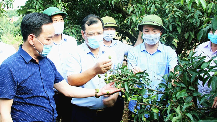 Đoàn công tác của lãnh đạo tỉnh Bắc Giang kiểm tra quy trình chăm sóc vải thiều Lục Ngạn.