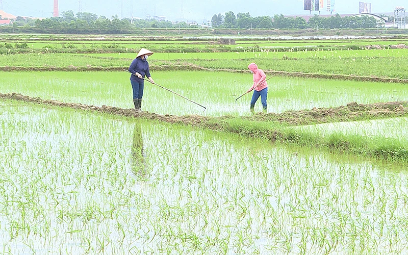 Các công trình thủy lợi trên địa bàn TX Đông Triều (Quảng Ninh) luôn bảo đảm nguồn nước tưới cho sản xuất nông nghiệp.