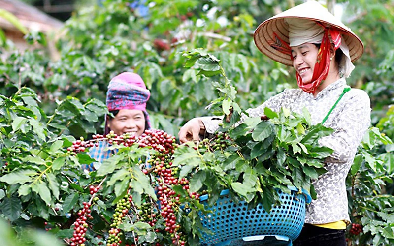 Sơn La phát triển vùng trồng cà-phê và xây dựng thành công bảo hộ chỉ dẫn địa lý cho cà-phê Sơn La. Ảnh: MINH ANH