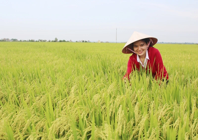 Giống lúa ĐD 2 được Trung tâm Giống cây trồng- vật nuôi Quảng Trị liên kết sản xuất phục vụ nhu cầu giống chất lượng cao cho nông dân.