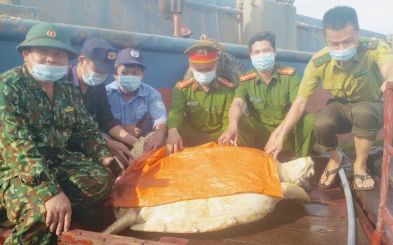 Đưa cá thể rùa quý hiếm nặng hơn 80 kg về lại vùng biển Hà Tĩnh.
