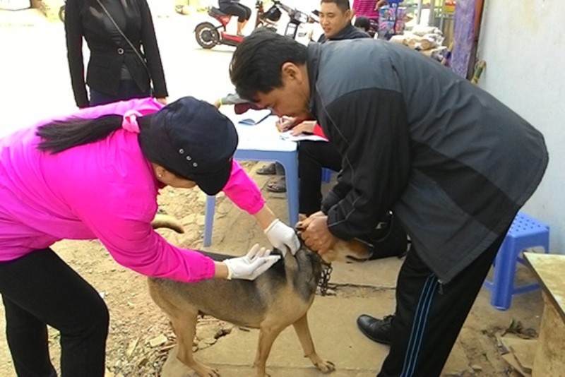 Tiêm vaccine phòng dại cho chó (Ảnh Báo Sơn La).