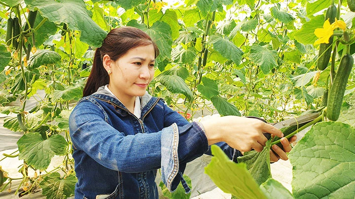 Chị Lê Thị Vân chăm sóc vườn dưa ứng dụng công nghệ cao.