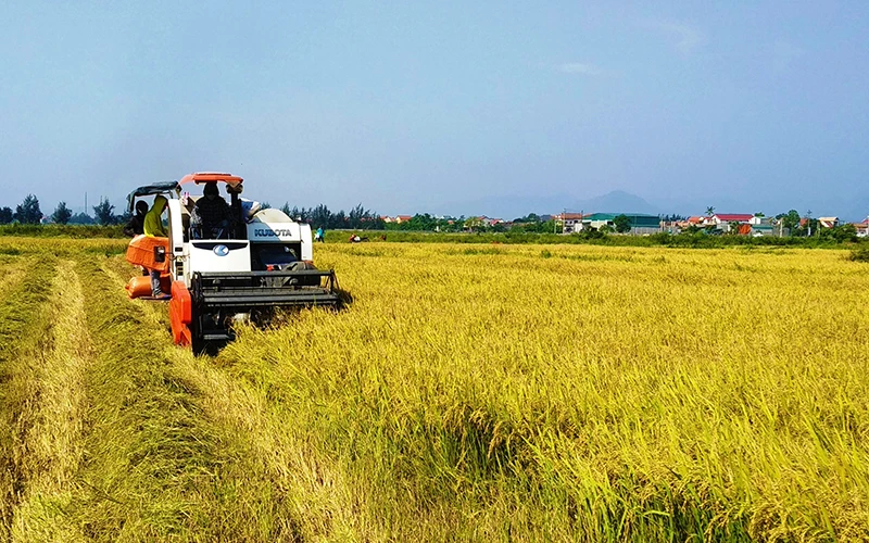 Nông dân huyện Quảng Ninh (Quảng Bình) thu hoạch vụ lúa đông xuân trong niềm vui được mùa, được giá.