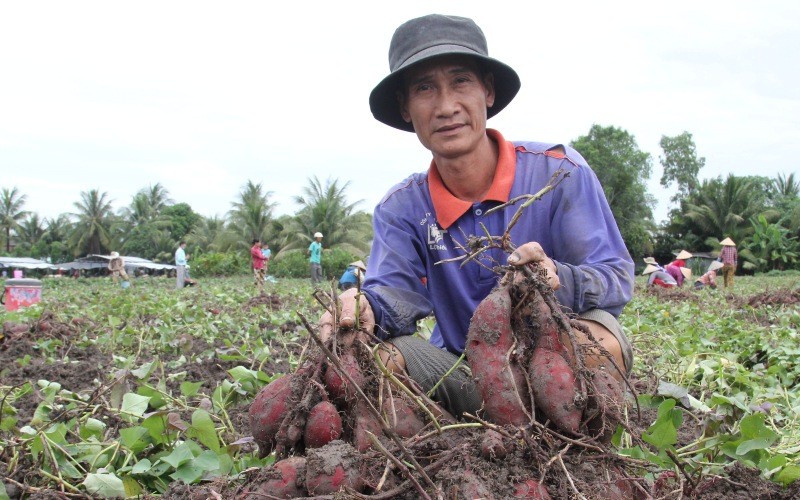 NDO -  Liên tục những ngày qua, nông dân trồng khoai lang ở “Vương quốc khoai lang” ở Vĩnh Long khốn khổ vì giá khoai tụt thê thảm, thậm chí tới thời kỳ thu hoạch nhưng không có thương lái đến mua. 