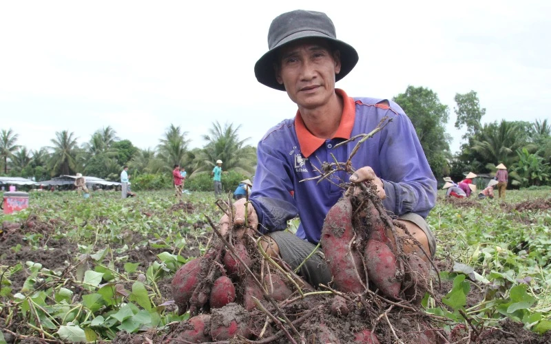 Nông dân Nguyễn Văn Ngà xót xa nhìn những củ khoai lang đẹp nhưng giá quá thấp. 