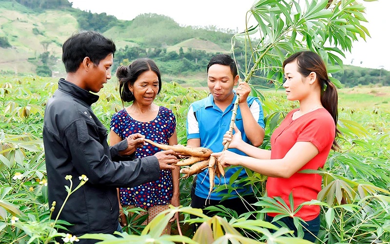 Cán bộ khuyến nông huyện Kbang (tỉnh Gia Lai) hướng dẫn kỹ thuật chăm sóc cây mì (sắn) cho đồng bào dân tộc thiểu số. Ảnh: ĐINH YẾN
