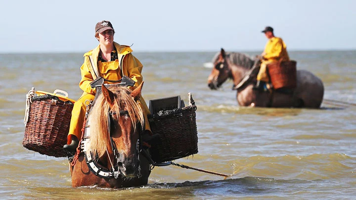 Nele Bekaert - nữ ngư dân cưỡi ngựa duy nhất của làng Oostduinkerke. Ảnh: REUTERS