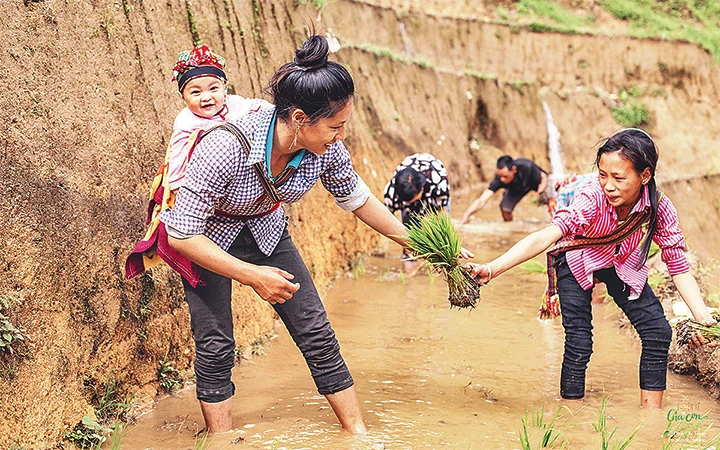 Dãy núi Tây Côn Lĩnh, Vị Xuyên, Hà Giang là nơi có khoảng 200 gia đình người DTTS Cơ Lao sinh sống. Ảnh: ĐINH CHÍ TRUNG