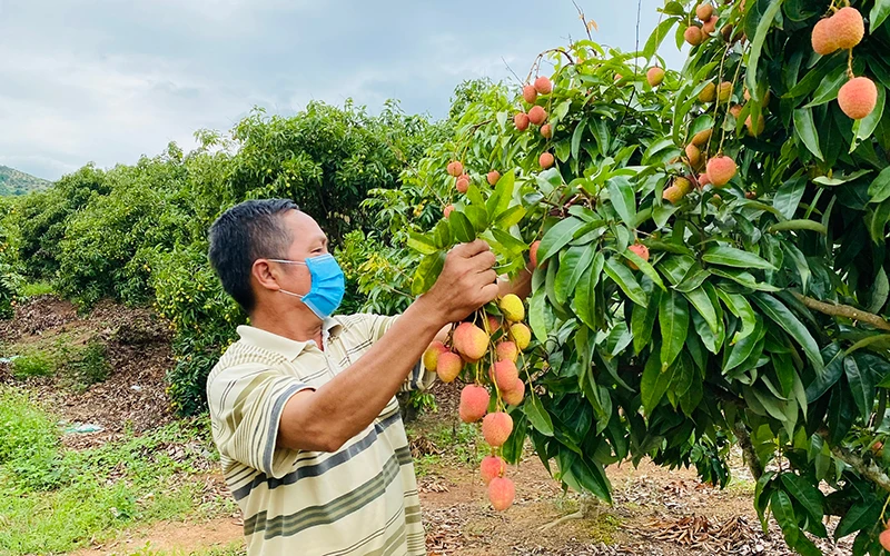 Người dân thôn Cầu Đền, xã Thanh Hải, Lục Ngạn thu hoạch vải sớm.