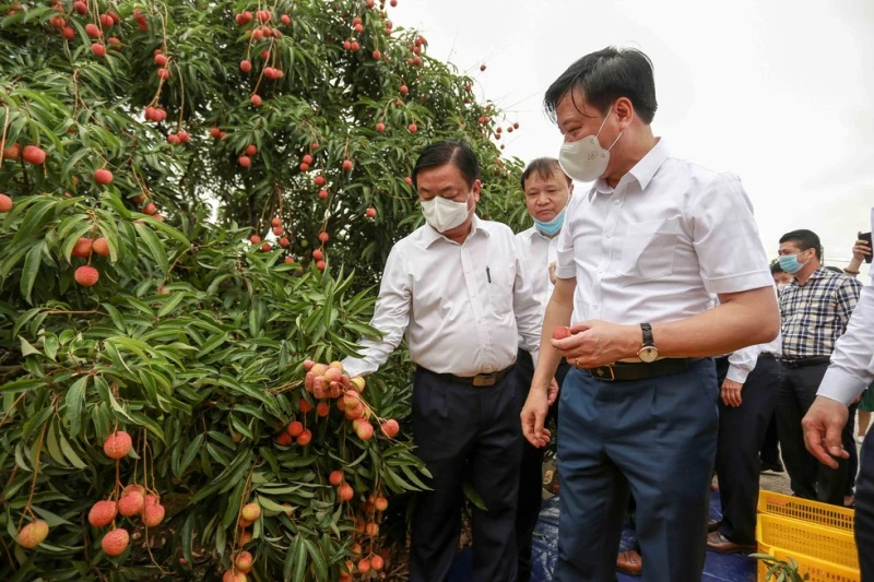 Bộ trưởng Lê Minh Hoan thăm vườn vải tại Hải Dương ngày 18-5.