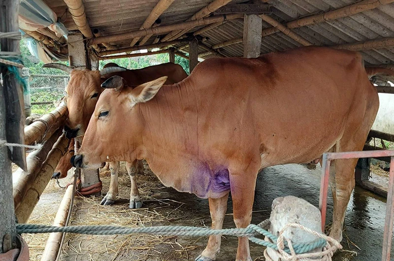 Bệnh viêm da nổi cục trên trâu, bò xuất hiện ở Nam Định (Ảnh minh họa: Trần Khánh).