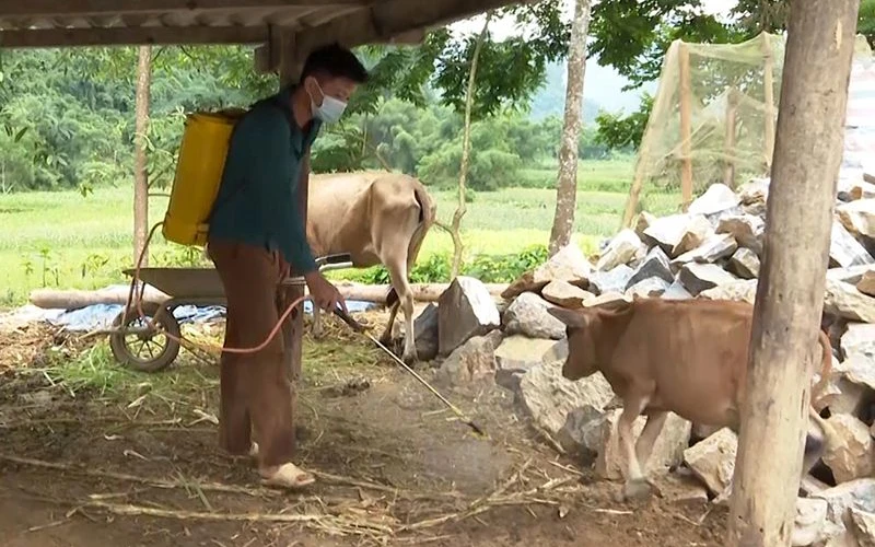 Người dân huyện Lâm Bình (Tuyên Quang) phun thuốc sát trùng khu vực nuôi nhốt trâu, bò.