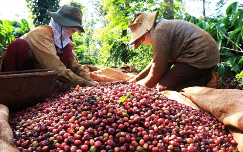 Ách tắc trong lưu thông đã làm trì trệ hoạt động thông quan của cà phê.