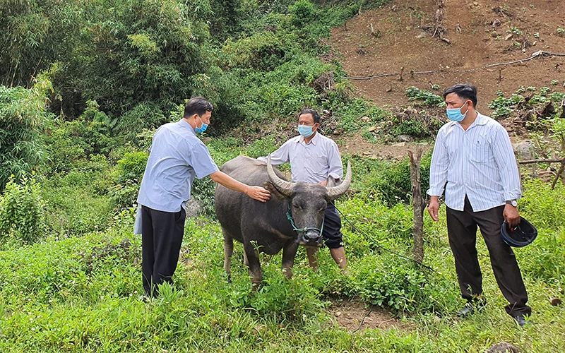 Cán bộ Phòng Nông nghiệp và Phát triển Nông thôn huyện Đăk Glei hướng dẫn người dân cách nhận biết, chăm sóc trâu bò bị bệnh tụ huyết trùng.