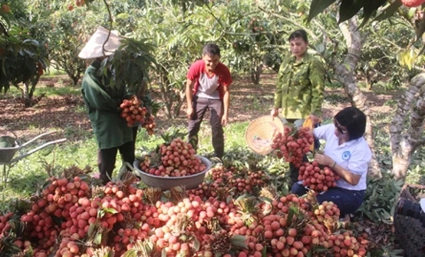 Nâng niu giá trị nông sản Việt