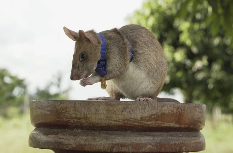 Chú chuột phát hiện bom mìn ở Campuchia, Magawa, được trao Huy chương Vàng PDSA vì sự dũng cảm. Ảnh: PDSA.
