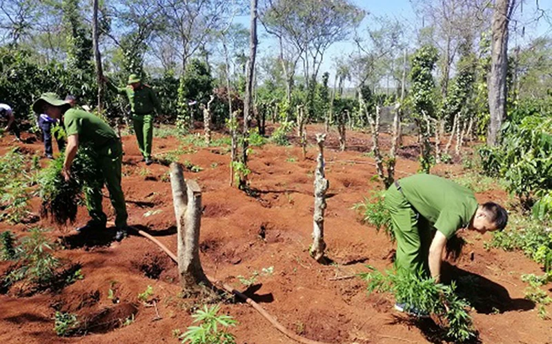 Lực lượng chức năng nhổ và niêm phong hơn 1.500 cây cần sa trồng trái phép trong rẫy cà-phê tại thôn 1, xã Ea Hiao, huyện Ea H’leo (Đắk Lắk). Ảnh: DUY HẬU