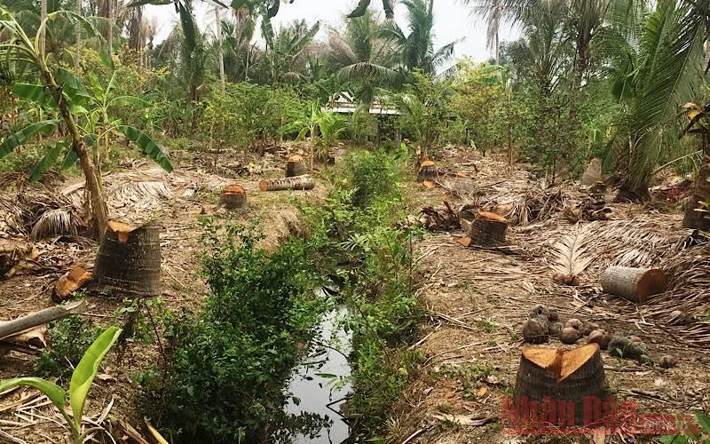 Một số vườn dừa bị chết, người dân phải đốn bỏ.