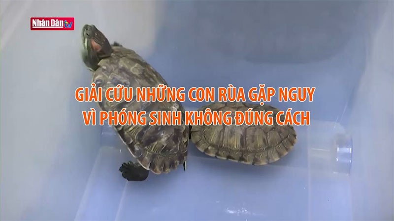 Mô hình con rùa biển Tự làm bức tranh kim cương không có khung  SHEIN