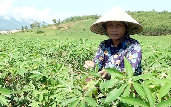 Nhiều diện tích sắn của nông dân huyện Sông Hinh (Phú Yên) bị nhiễm bệnh khảm lá. Ảnh: VĂN THÙY