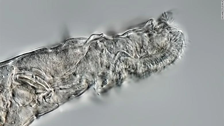 Sinh vật trùng bánh xe đã sống suốt 24.000 năm trong lớp băng vĩnh cửu Bắc Cực. Ảnh: CNN.