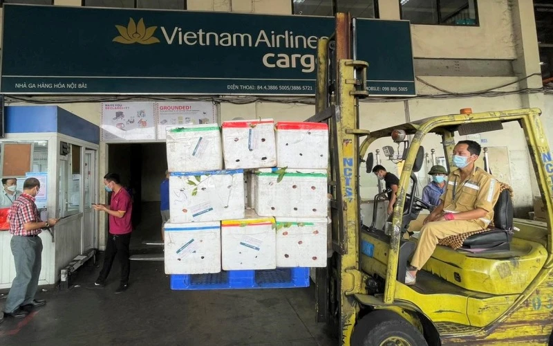 Vải thiều tập kết tại kho hàng ở sân bay Nội Bài. (Ảnh: Vietnam Airlines cung cấp)