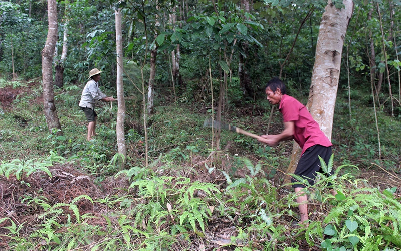 Người dân xã Mường Thín, huyện Tuần Giáo chăm sóc rừng. 