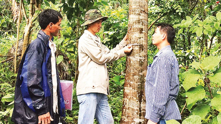 Tổ điều tra Hạt Kiểm lâm Quảng Ngãi điều tra, tuyển chọn những cây quế dòng bản địa Trà Bồng tốt để lưu giữ, bảo tồn nhân giống.