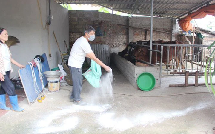 Nông dân xã Đào Xá, huyện Phú Bình (Thái Nguyên) rắc vôi bột khử trùng khu vực chăn nuôi bò, phòng, chống bệnh viêm da nổi cục. Ảnh: NGỌC ÁNH