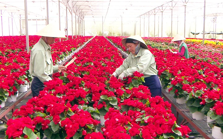 Sản xuất hoa xuất khẩu tại Công ty Dalat Hasfarm.