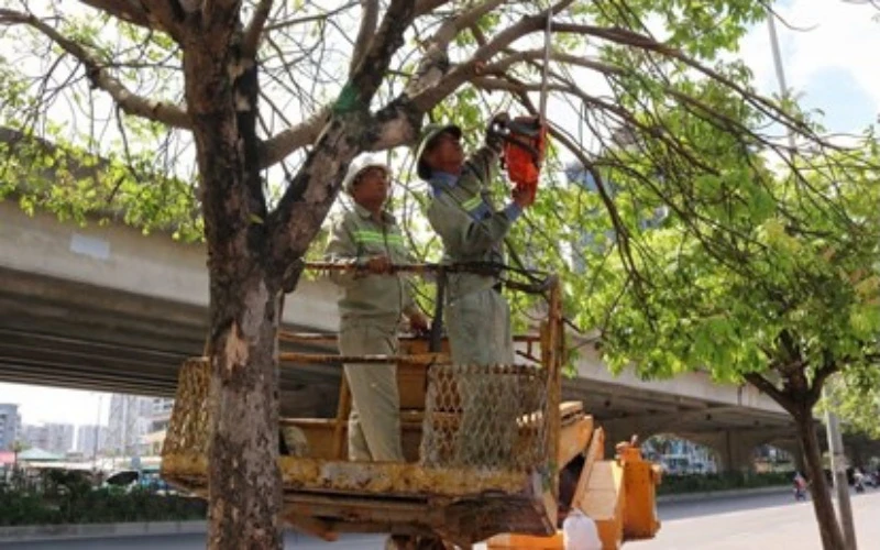 Công nhân Công ty Cây xanh Hà Nội cắt tỉa cây trước mùa mưa bão. (Ảnh: Lan Nhi)