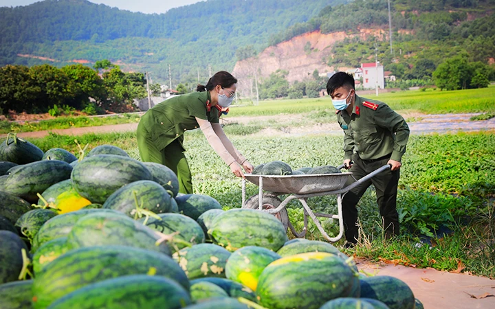 Công an huyện Yên Dũng (Bắc Giang) giúp dân thu hoạch dưa.