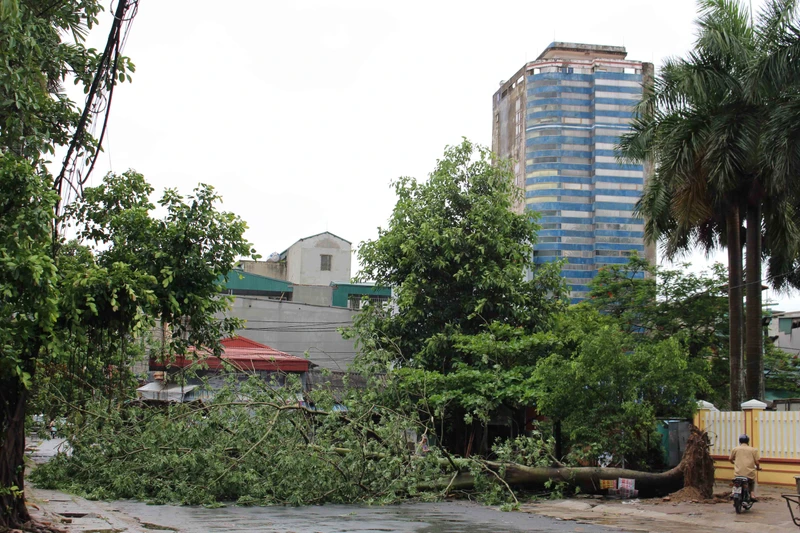 Cây xanh bên tuyến phố Lê Phụng Hiểu ở thành phố Thanh Hóa bị đổ.
