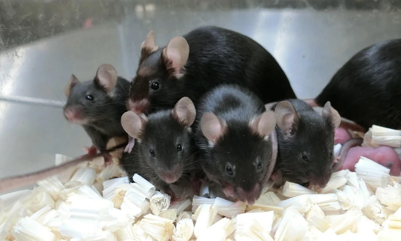 Những con chuột khỏe mạnh được tạo ra từ tinh trùng đông khô bảo quản 6 năm trên không gian. Ảnh: Teruhiko Wakayama.