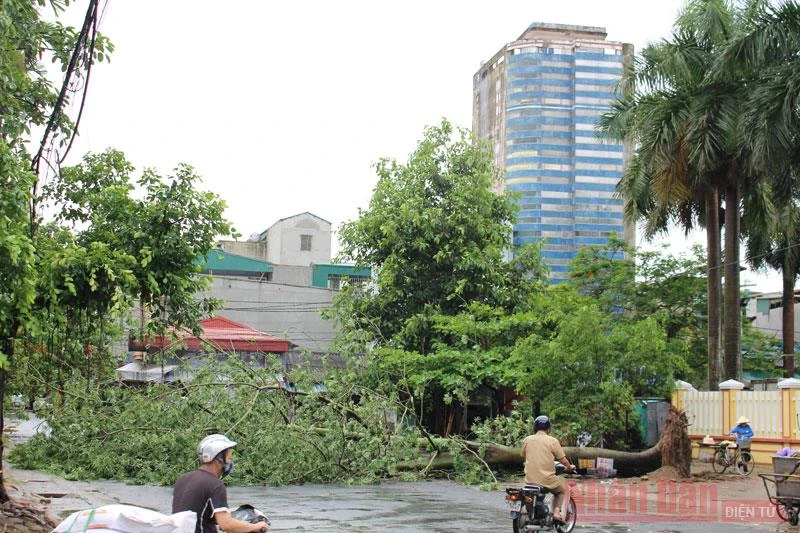 Gió giật làm đổ cây xanh ở thành phố Thanh Hóa.