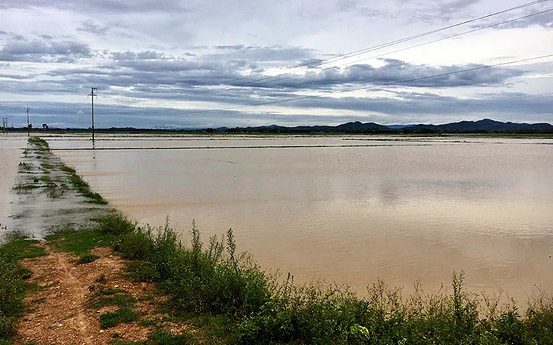 Nhiều cánh đồng lúa hè thu trên địa bàn huyện Ðô Lương (Nghệ An) bị ngập nước do ảnh hưởng của bão số 2. Ảnh: NGỌC PHƯƠNG 