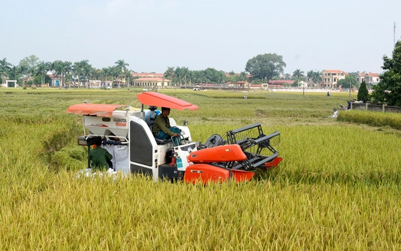 Nông nghiệp Việt Nam có vai trò đặc biệt quan trọng trong việc bảo đảm an ninh lương thực, ổn định xã hội.