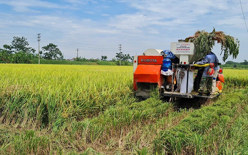 Sử dụng máy móc thu hoạch lúa tại xã Ngũ Kiên, huyện Vĩnh Tường.