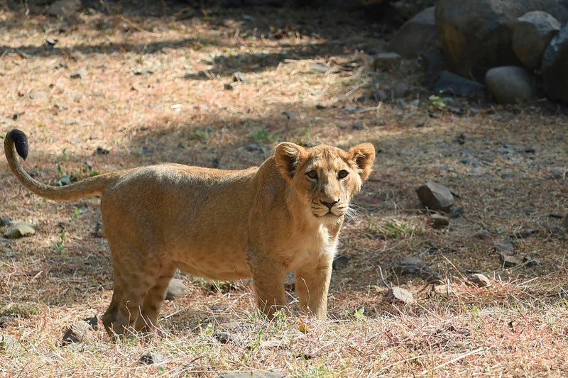  Một con sư tử con trong Vườn động vật Sakkarbaug. Ảnh: Getty Images.