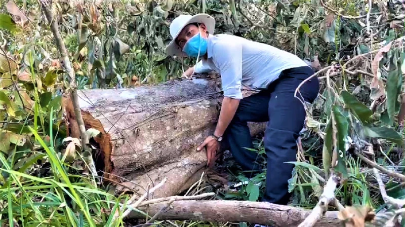 Rừng tự nhiên tại tiểu khu 64, xã Ea Sol, huyện Ea H’leo, tỉnh Đắk Lắk giáp với tỉnh Gia Lai do Công ty lâm nghiệp Ea H’leo bị tàn phá nặng nề.