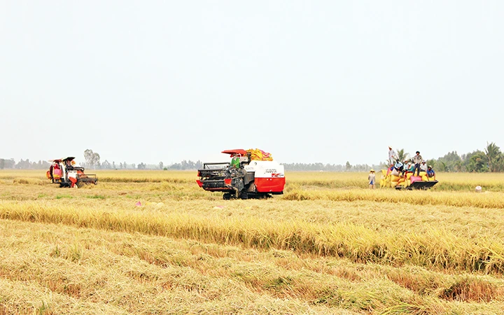 Nông dân Long An thu hoạch lúa trên cánh đồng lớn liên kết do tỉnh quy hoạch.