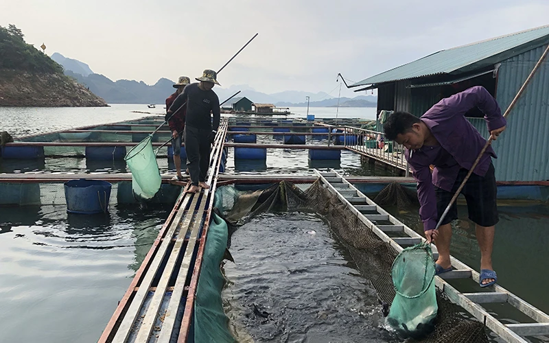 Mô hình nuôi cá lồng trên lòng hồ thủy điện Sơn La của gia đình anh Lò Văn La, xã Chiềng Ơn, huyện Quỳnh Nhai (Sơn La) mang lại hiệu quả cao.