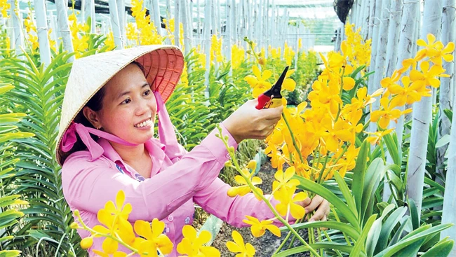 Mô hình trồng lan mokara cắt cành của chị Trần Thị Mỹ Trinh là một điểm sáng về khởi nghiệp, xây dựng nông thôn mới ở xã Tân Thông Hội, huyện Củ Chi. Ảnh: XUÂN ÂU