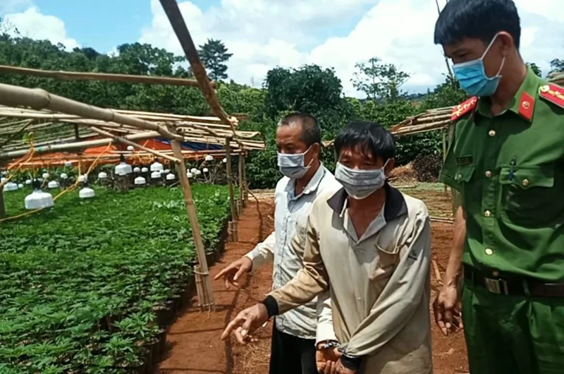 Hai đối tượng Nguyễn Văn Hải và Lê Thanh Tâm bị cơ quan công an bắt quả tang khi đang trồng trái phép cây cần sa.