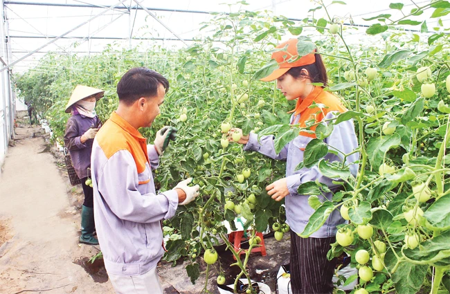 Trồng rau công nghệ cao tại Công ty TNHH xuất nhập khẩu nông sản Hải Phong (huyện Lương Tài).