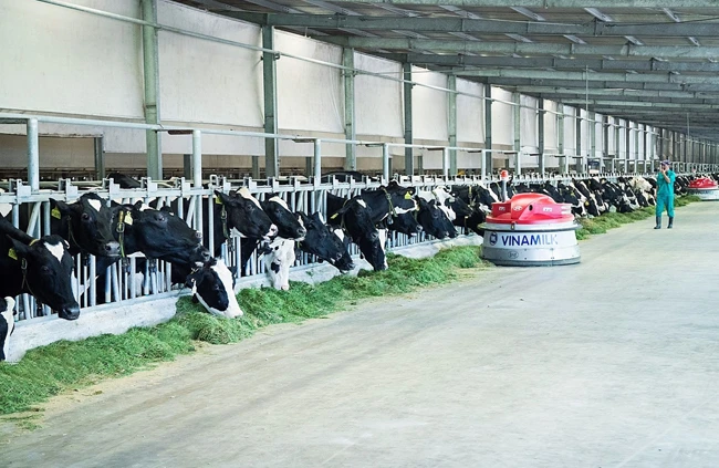 Chăm sóc bò tại trang trại bò sữa Vinamilk Tây Ninh (xã Long Khánh, huyện Bến Cầu, tỉnh Tây Ninh). Ảnh: ĐÌNH CHUNG