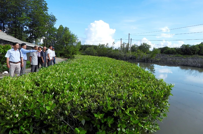 Mô hình trồng cây chống sạt lở ven sông bảo vệ đường nông thôn ở ấp Đất Sét, xã Phú Thuận, huyện Phú Tân (Cà Mau) được quần chúng nhân dân đánh giá cao.