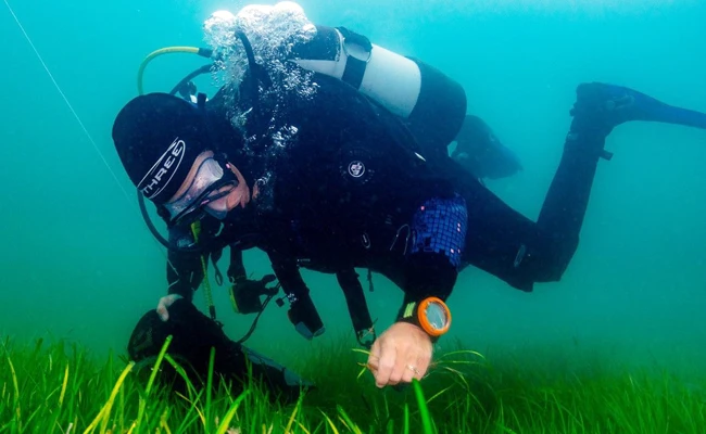 Dự án trồng cỏ dưới biển được thực hiện ở Anh. Ảnh | SWANSEA UNIVERSITY
